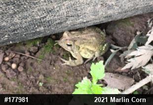 Eastern American Toad