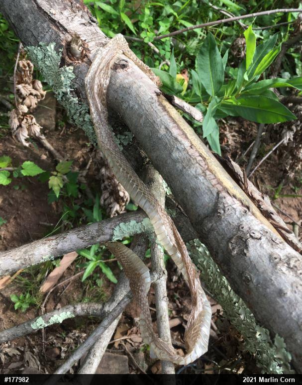 Eastern Gartersnake