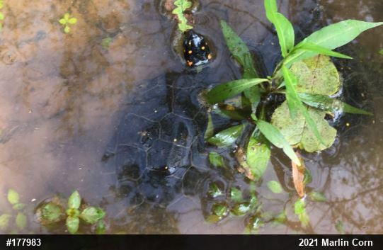 Spotted Turtle