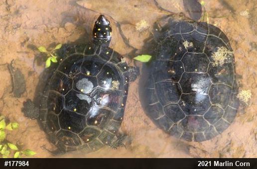 Spotted Turtle