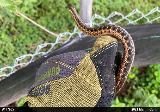 Eastern Gartersnake