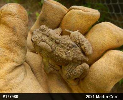 Eastern American Toad