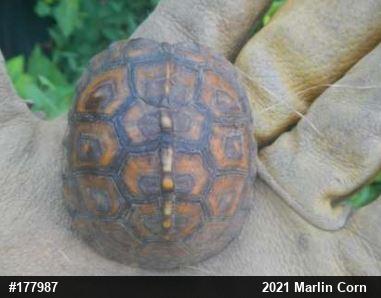 Eastern Box Turtle