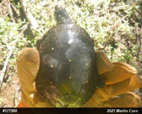 Spotted Turtle