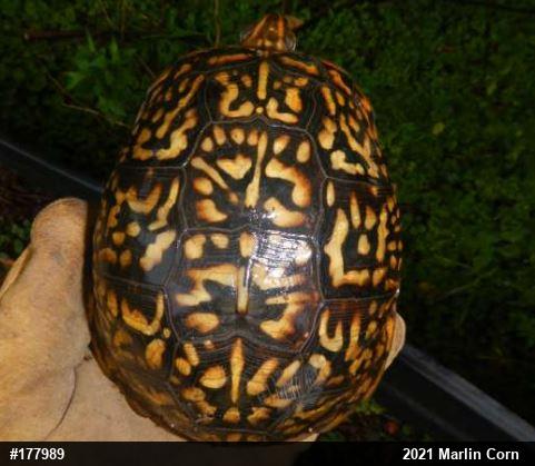 Eastern Box Turtle