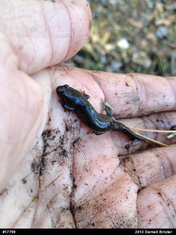 Northern Dusky Salamander