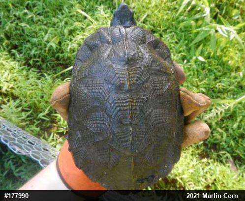 Wood Turtle