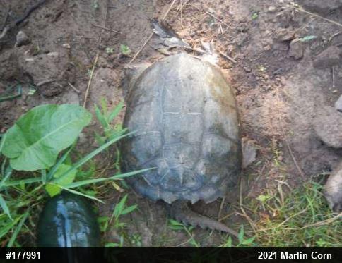 Snapping Turtle