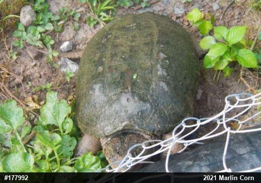 Snapping Turtle