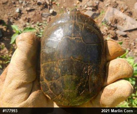 Painted Turtle