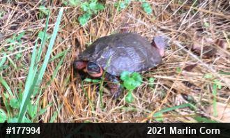 Wood Turtle