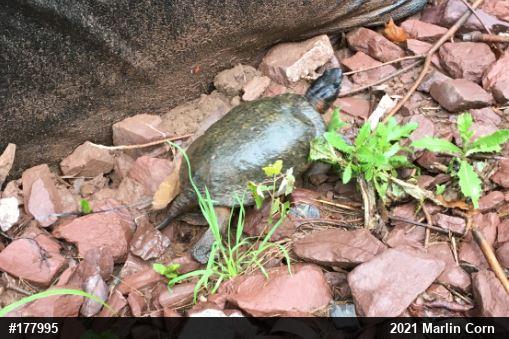 Wood Turtle