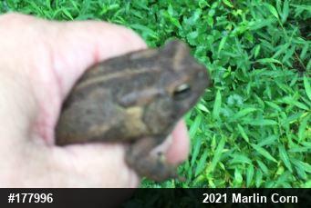 Eastern American Toad