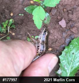 Pickerel Frog