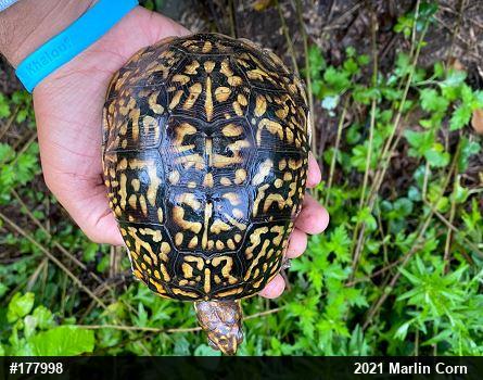 Eastern Box Turtle