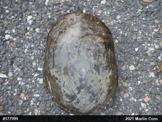 Eastern Painted Turtle
