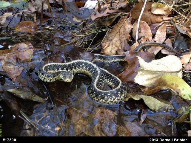 Eastern Gartersnake