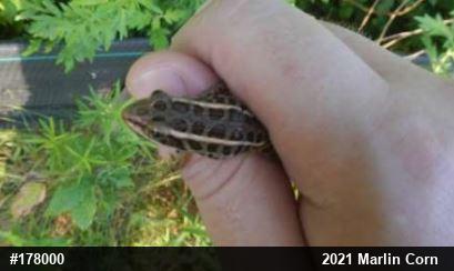 Pickerel Frog