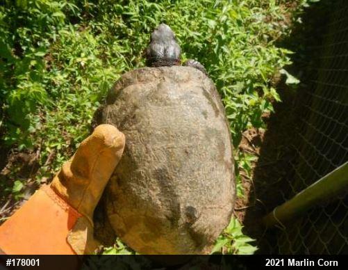 Wood Turtle