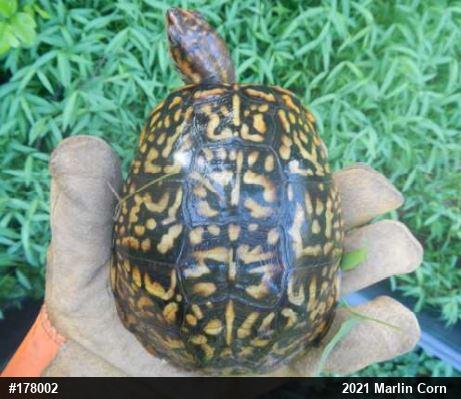 Eastern Box Turtle