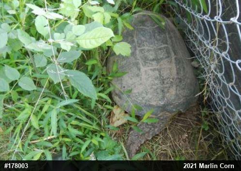 Snapping Turtle