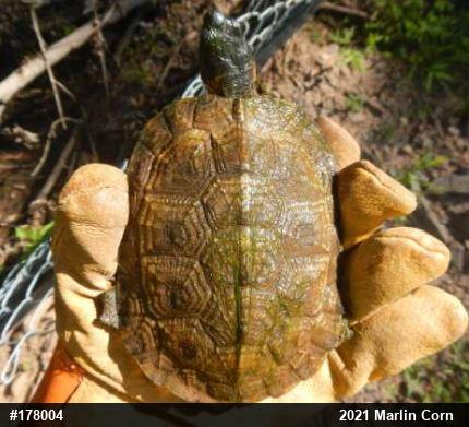 Wood Turtle