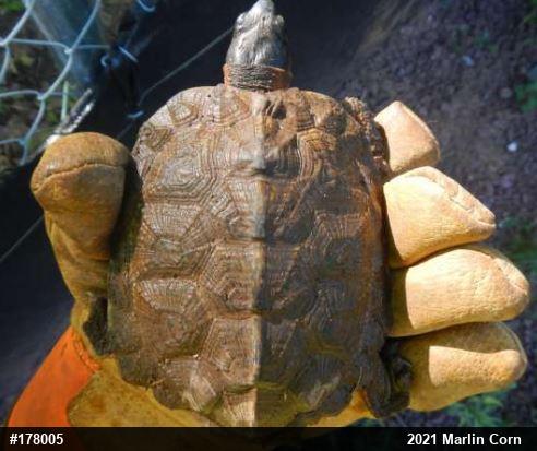 Wood Turtle