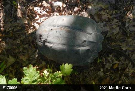Snapping Turtle