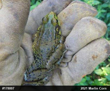 Green Frog