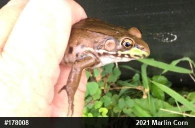 Green Frog