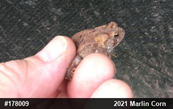 Eastern American Toad