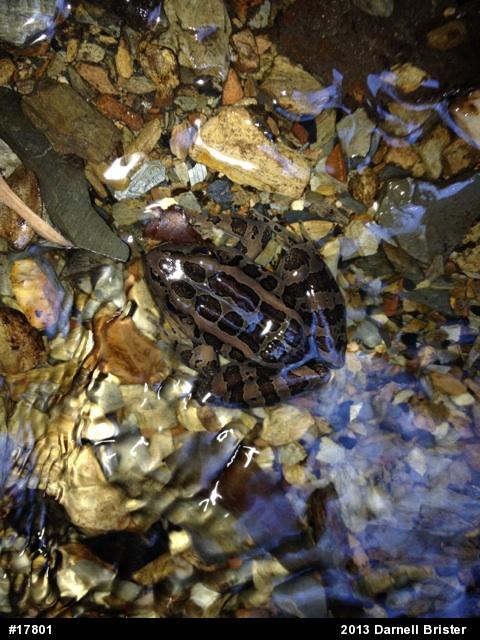 Pickerel Frog