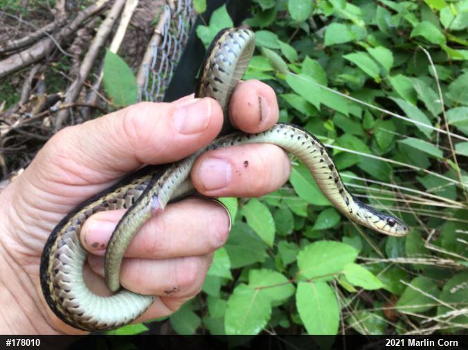 Eastern Gartersnake