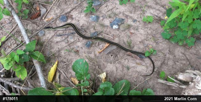 Eastern Gartersnake