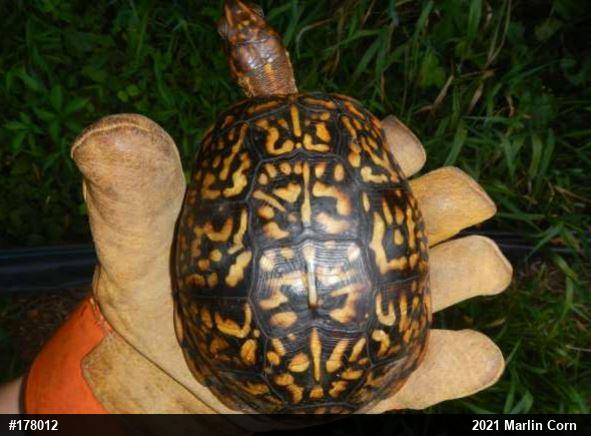 Eastern Box Turtle