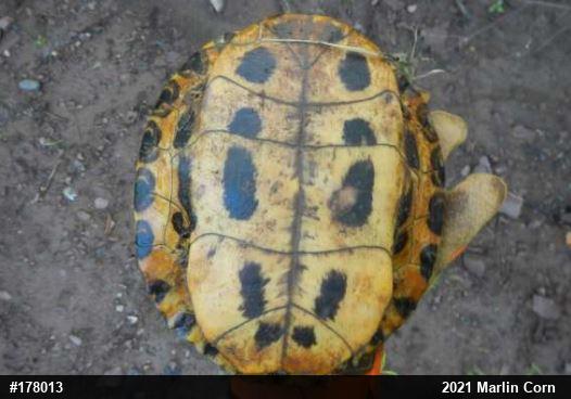 Red-eared Slider