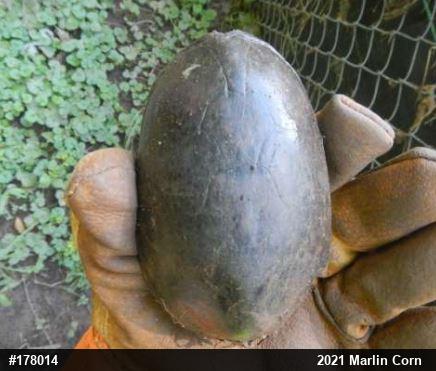 Eastern Musk Turtle