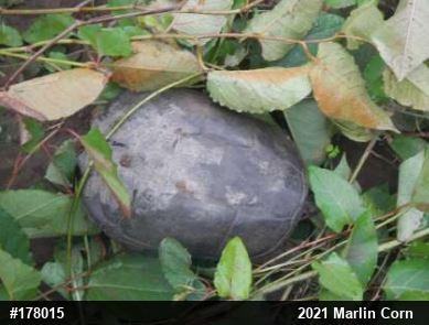 Snapping Turtle
