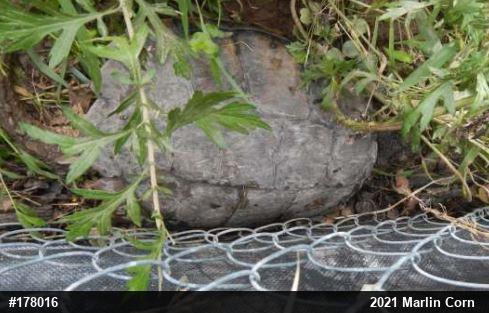 Snapping Turtle