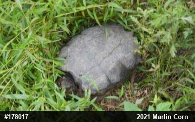 Snapping Turtle