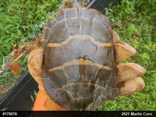 Eastern Painted Turtle