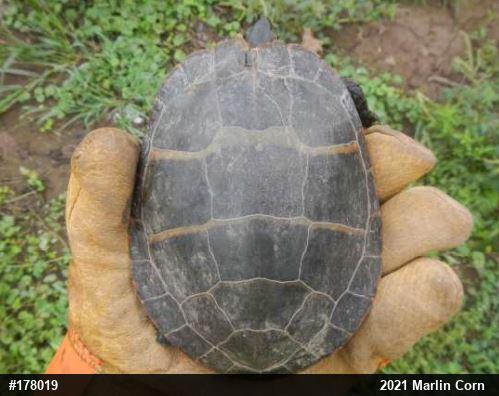 Eastern Painted Turtle