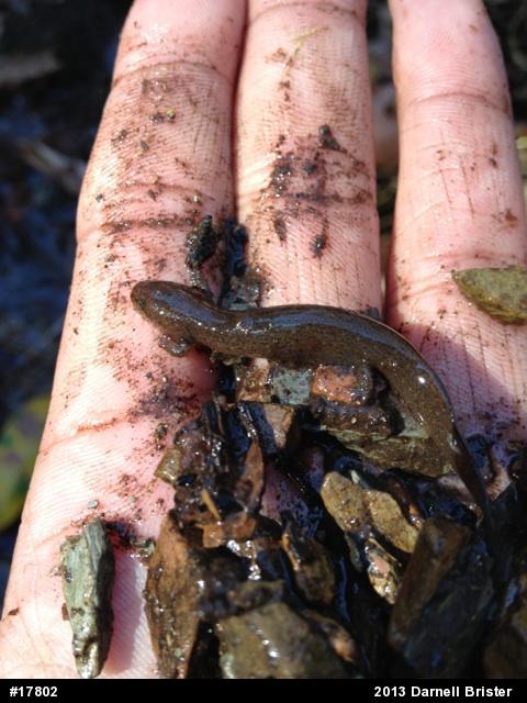 Northern Red Salamander