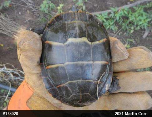 Eastern Painted Turtle