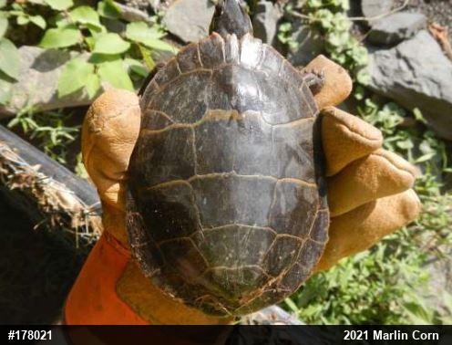 Eastern Painted Turtle