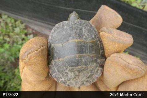 Eastern Painted Turtle