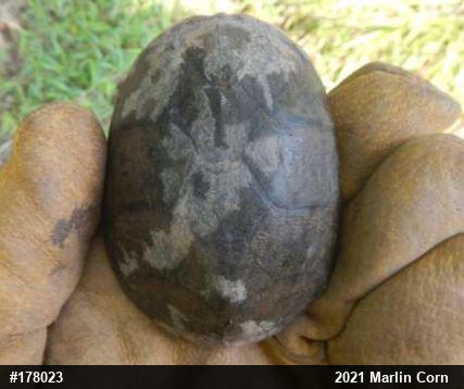 Eastern Musk Turtle