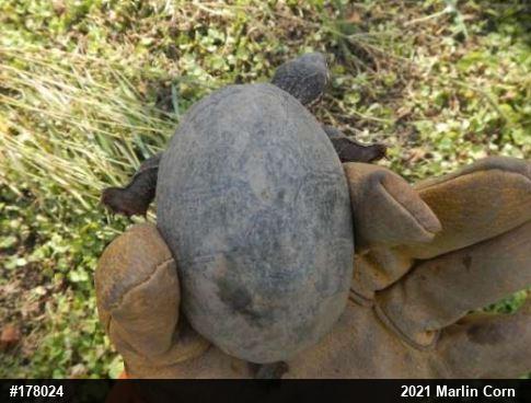 Eastern Musk Turtle