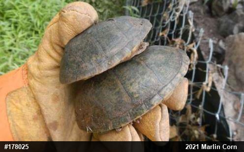 Eastern Musk Turtle