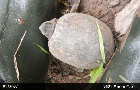 Eastern Musk Turtle